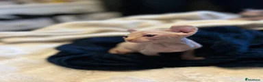 Sphynx Kitten 1
