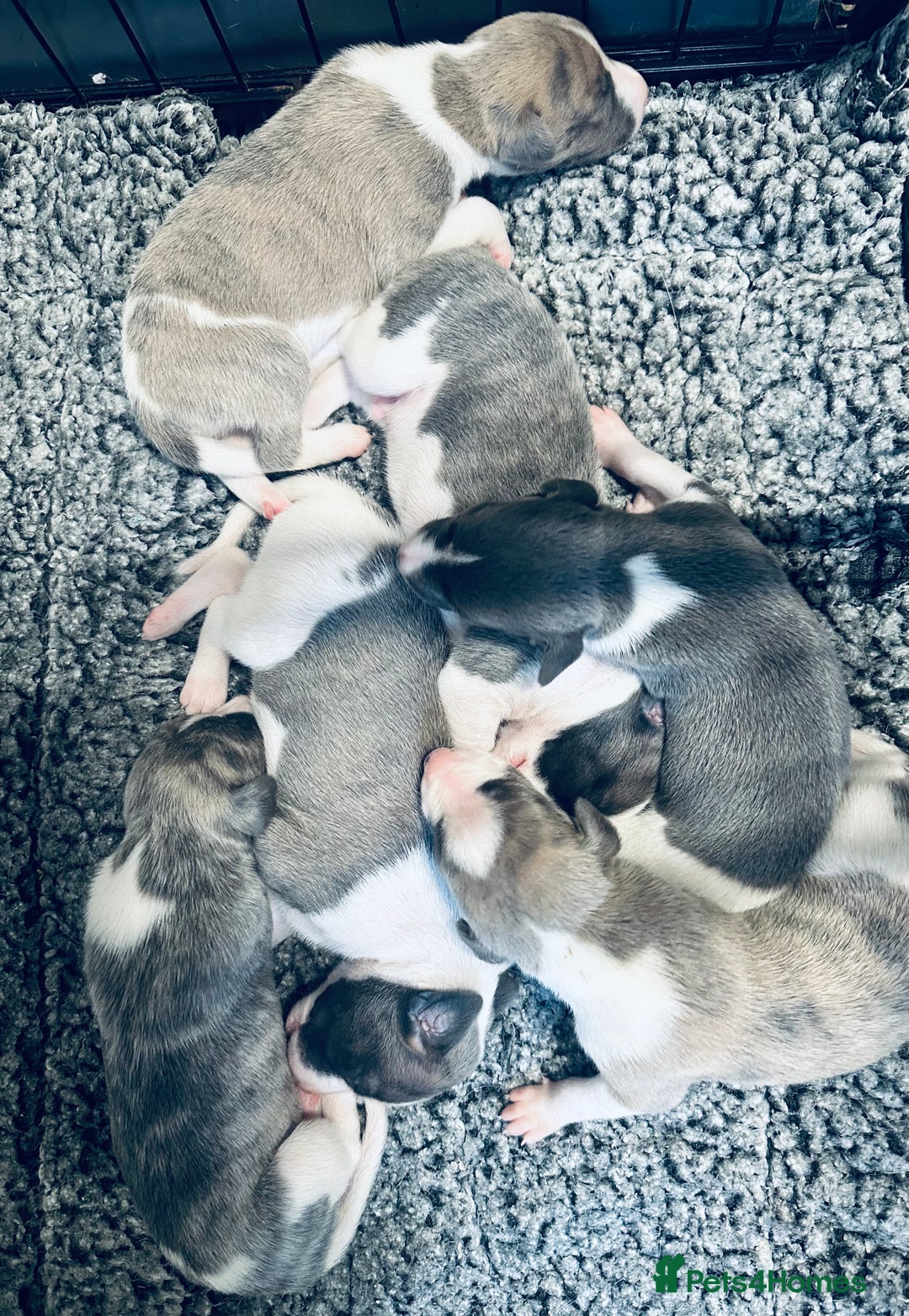 Whippet dogs for sale: Kc reg whippets  - Advert 1