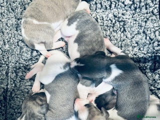 Whippet dogs Kc reg whippets - Advert 2