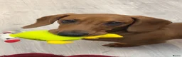 Dachshund dogs for stud: Chocolate Dashound for stud - Advert 2