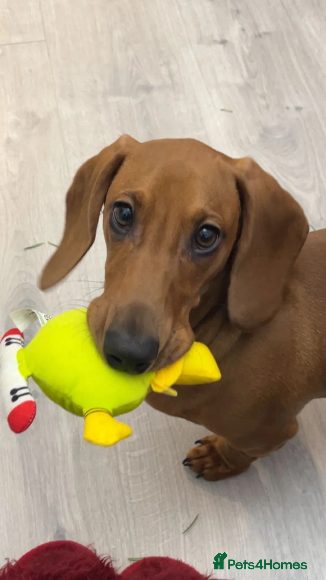 Dachshund dogs for stud: Chocolate Dashound for stud - Advert 2