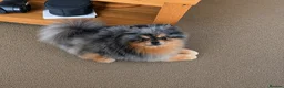 Pomeranian dogs for stud: Black & cherry tan merle stud 🖤🍒🩶 - Advert 8