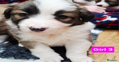 Border Collie dogs **Rare sable and white Border Collie puppies.** - Advert 5