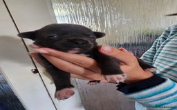 Chihuahua dogs for sale: 4 baby boy chiuaua  - Image 13