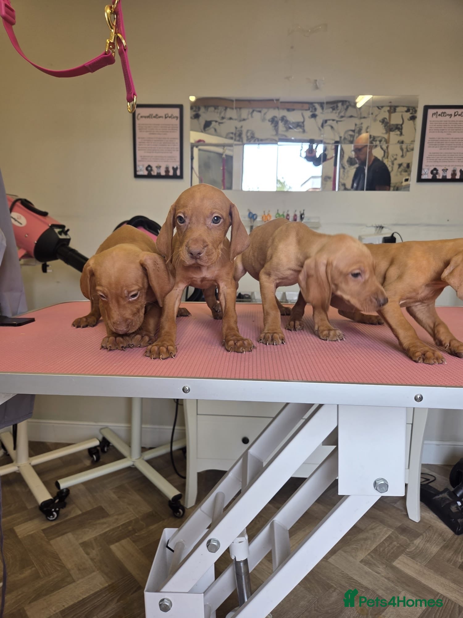 Mixed Breed dogs Hungarian vizsla x German shorthair pointer pups  - Advert 1