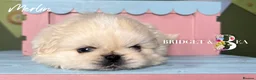 Pekingese dogs for sale: 🩷READY NOW 1 girl 1 boy 🩵 - Advert 12