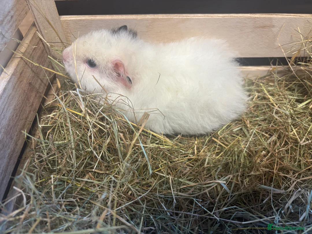 Guinea Pig rodents for sale: Teddy guinea pig girl  - Advert 1