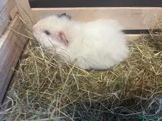 Guinea Pig rodents Teddy guinea pig girl - Advert 23