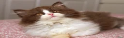 British Longhair cats for sale: Stunning Males TICA Reg - Advert 4