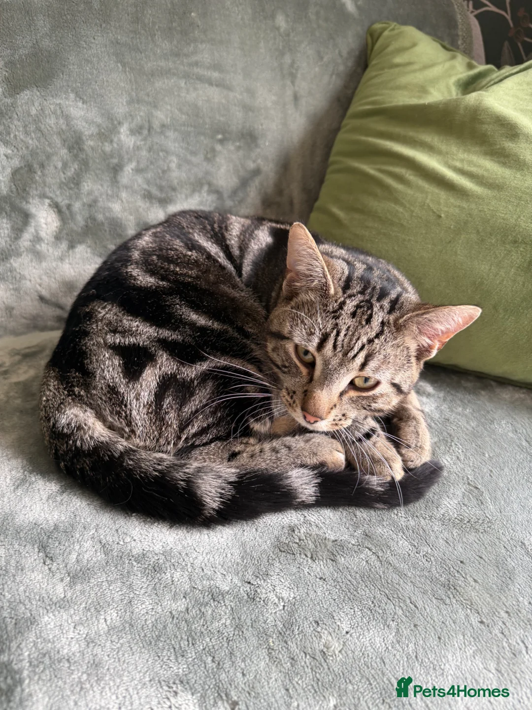 British Shorthair cats for sale: Lovely male tabby - Advert 2