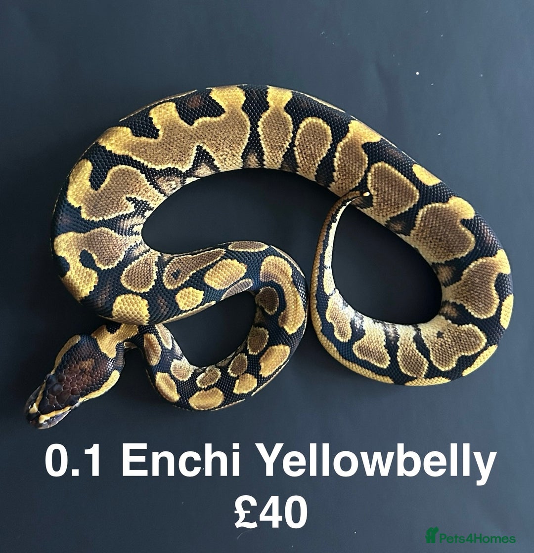Python Snake reptiles for sale: Royal Pythons  - Advert 3