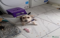 Mixed Breed dogs for sale: Vinnie - Image 2