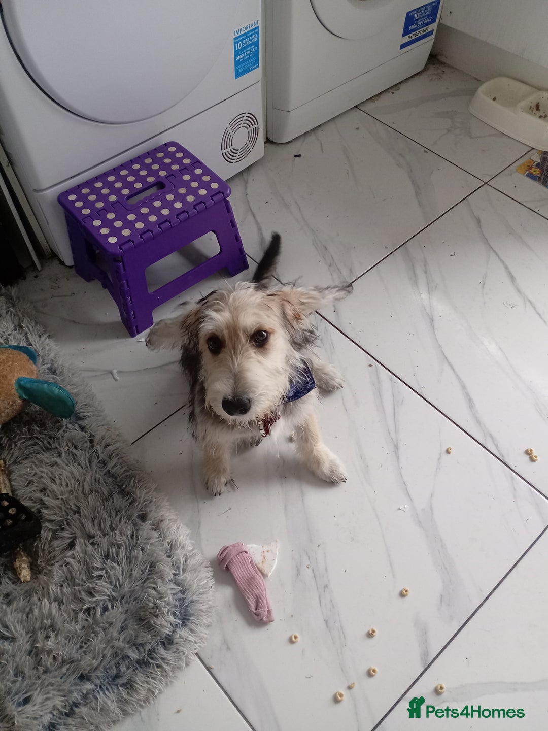 Mixed Breed dogs for sale: Vinnie - Image 2