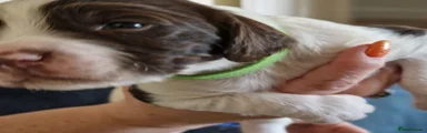 Chip