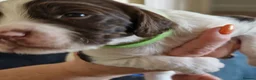 Sprocker dogs for sale: Gorgeous Sprocker Spaniel Puppies! - Advert 39