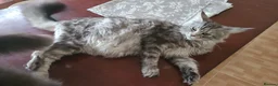 Maine Coon cats for sale: 🐾 BEAUTIFUL MAINE COON KITTENS FOR SALE 🐾 in Margate - Advert 9