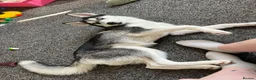 Siberian Husky dogs for sale: Female husky 6 months - Advert 4