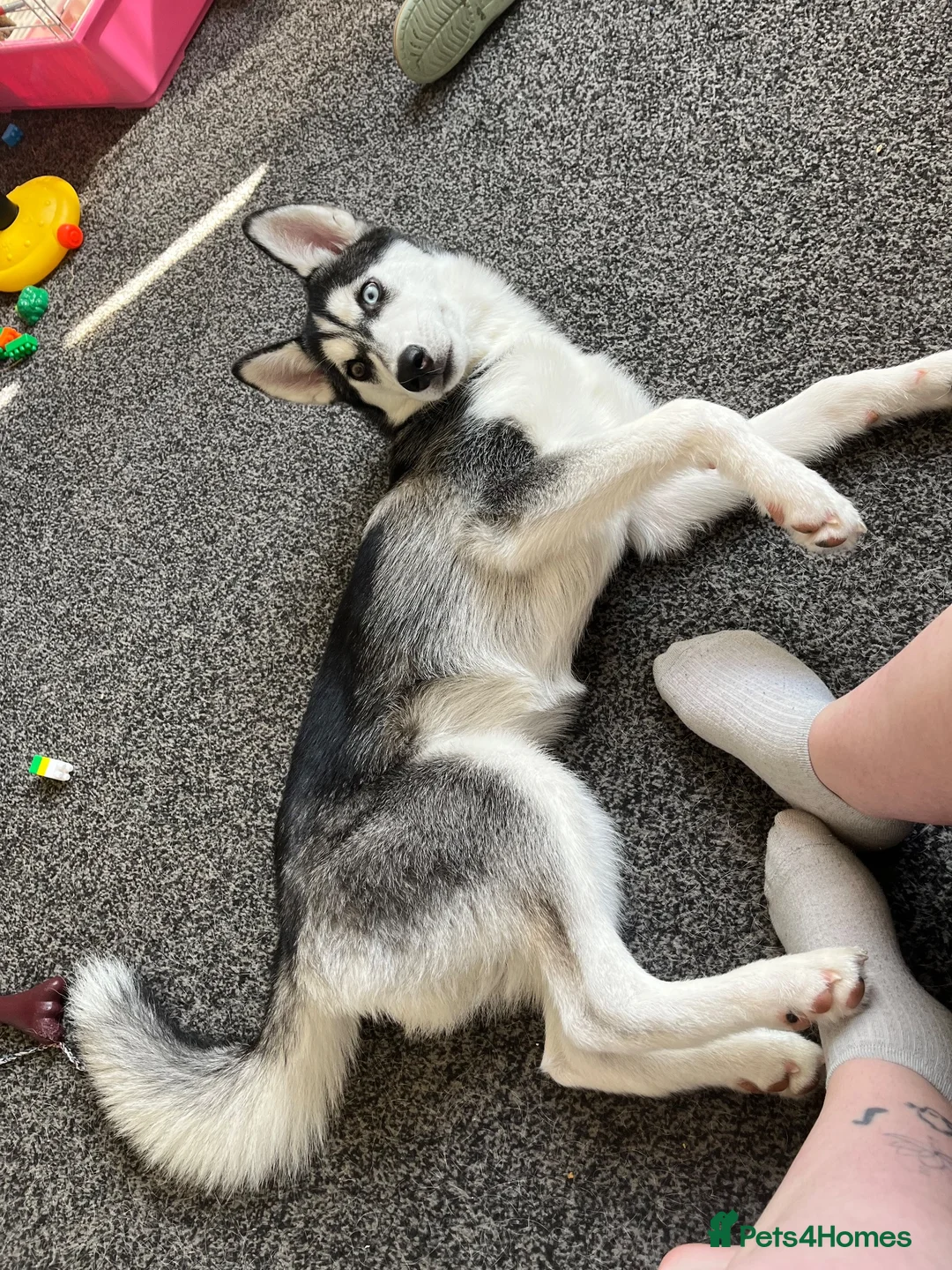 Siberian Husky dogs for sale: Female husky 6 months - Advert 4