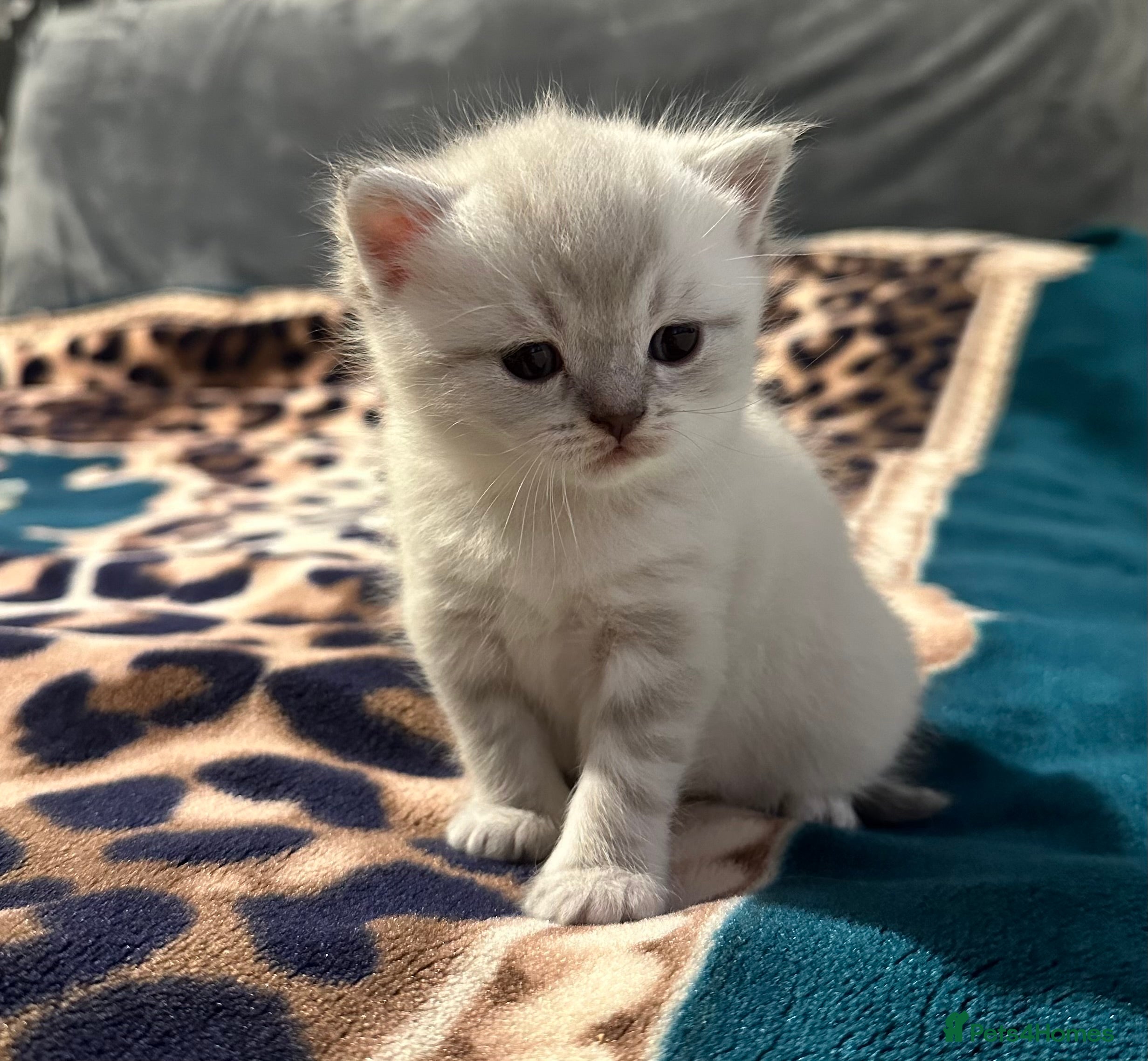 British Shorthair cats Pure Pedigree BSH Kittens for Sale - Advert 1