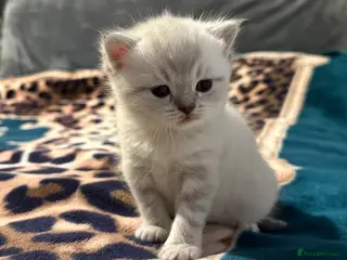 British Shorthair cats Pure Pedigree BSH Kittens for Sale - Advert 1