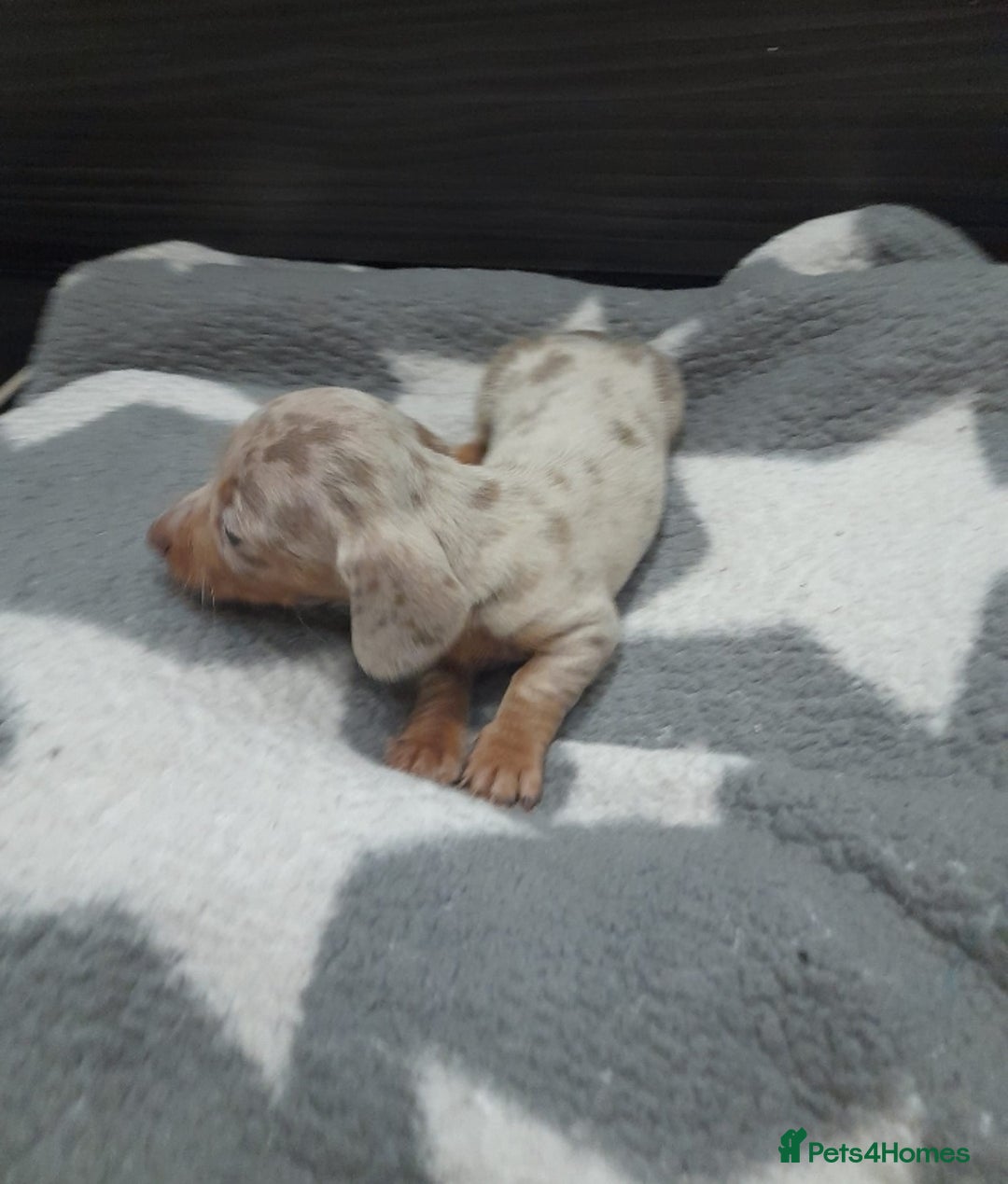 Miniature Dachshund dogs for sale: Miniature dachshund puppies  - Advert 12