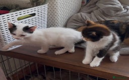 Mixed Breed cats for sale: Gorgeous Female kittens ready now - Image 3