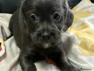 Mixed Breed dogs 2 left LOVELY LITTER OF SCHWEENIES READY NOW - Advert 4