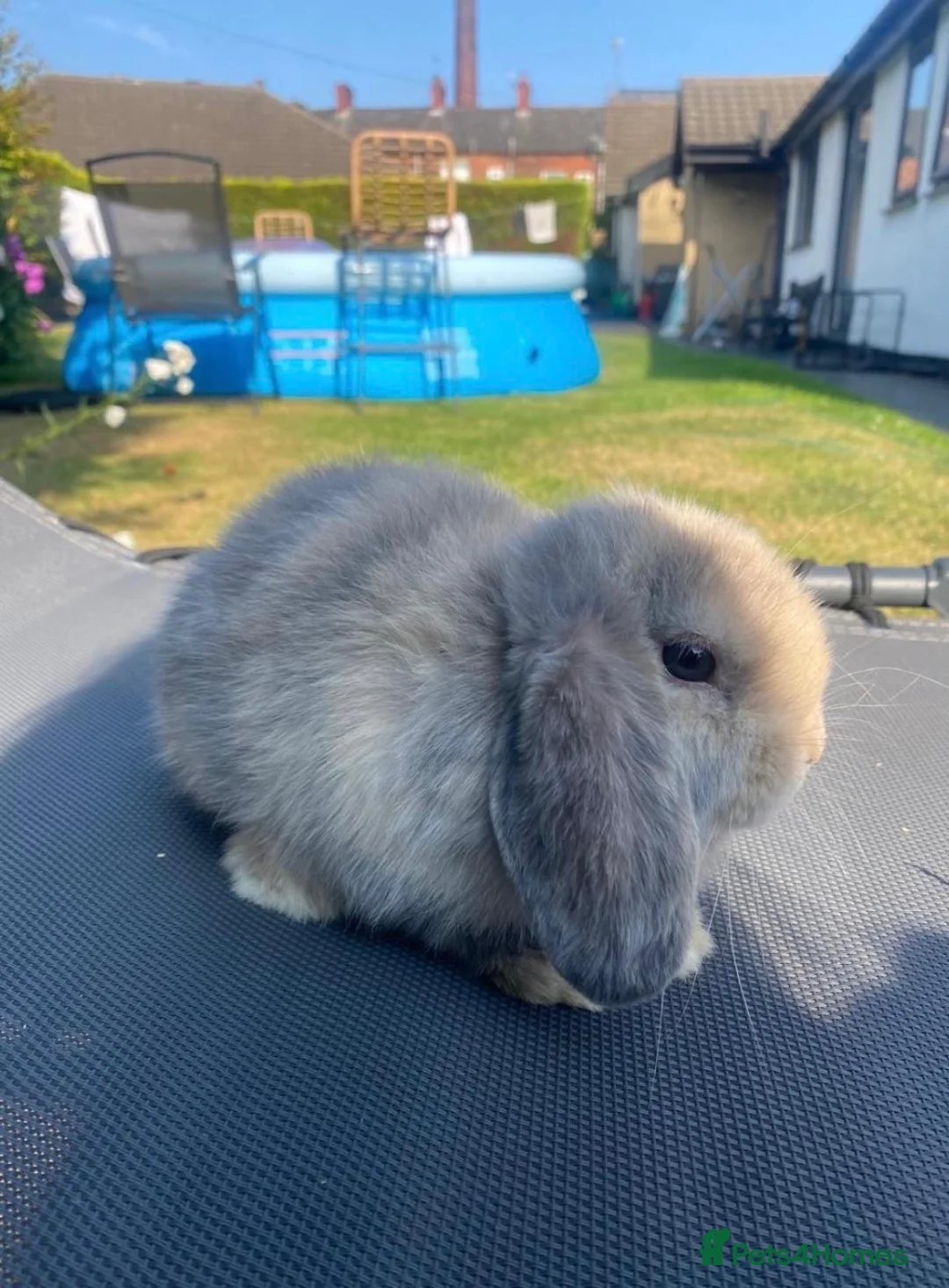 Mini Lop rabbits for sale: gorgeous mini lops  £65 - Advert 2