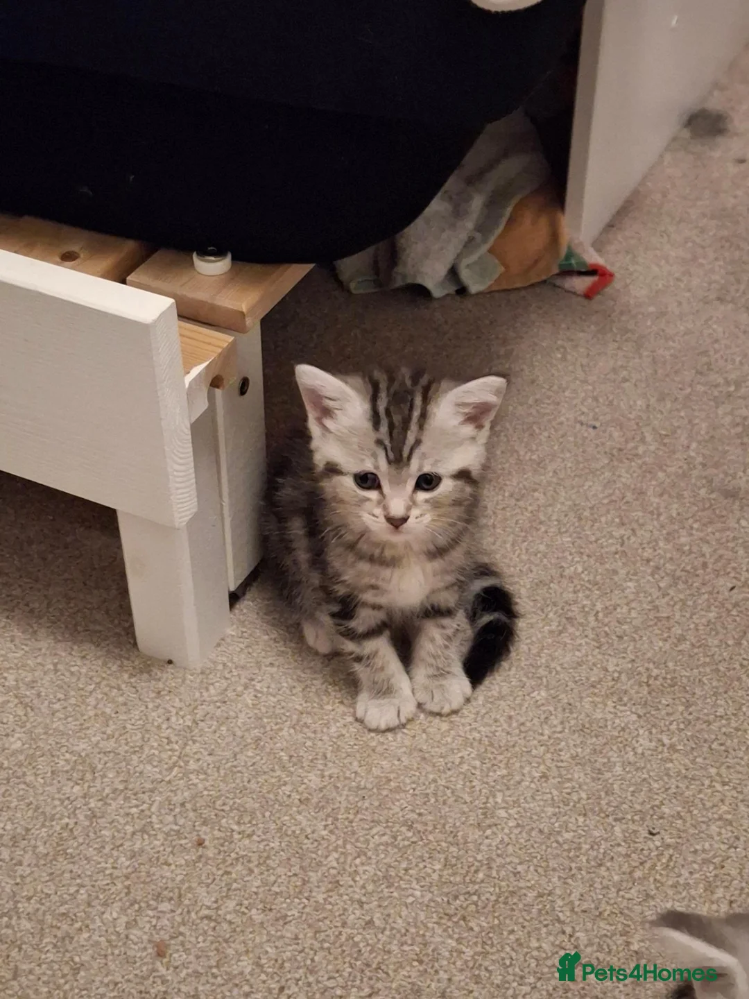 Maine Coon cats for sale: Beautiful Maine Coon cross kittens ❤️ in Shrewsbury - Advert 2