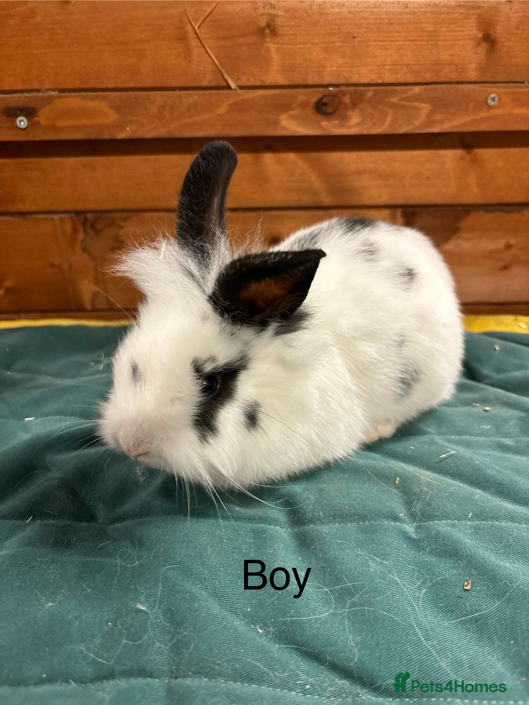 Mini Lion Lop rabbits for sale: Stunning mini lion lops - Image 5