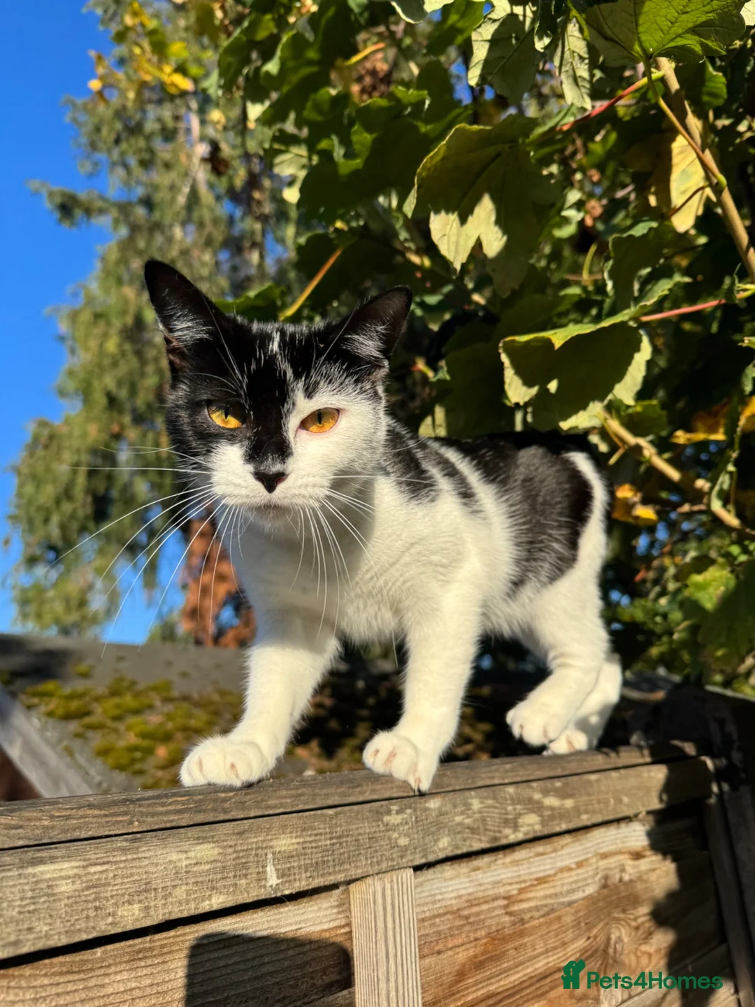Mixed Breed cats for sale: Two little lovely brothers want a family!  - Advert 1