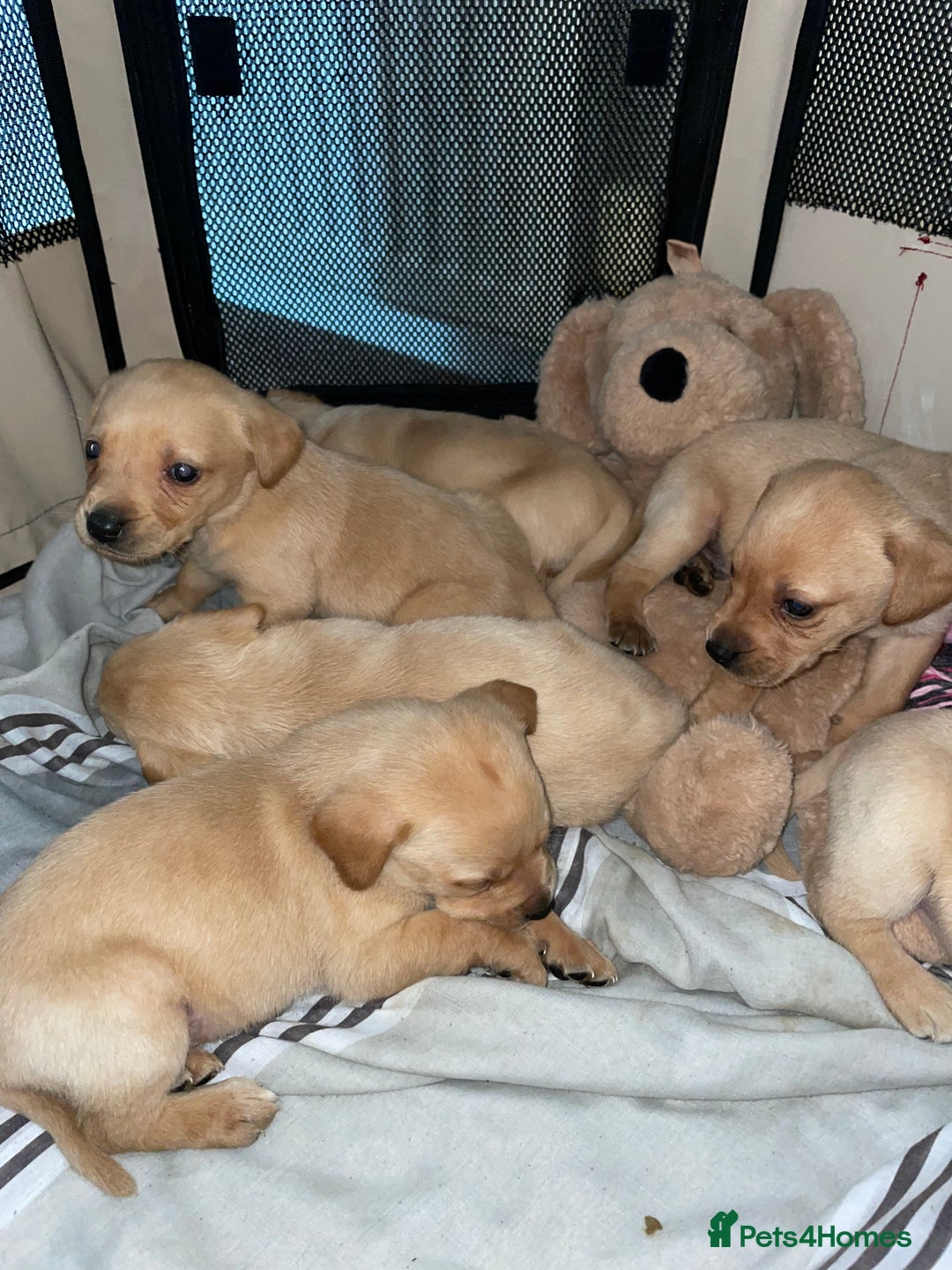 Labrador Retriever dogs for sale: Labrador puppies deposit secures - Advert 16