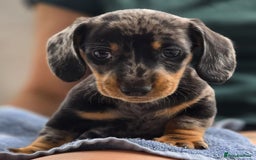 Miniature Dachshund dogs for sale: Miniature dachshund 1 boy left ready now - Image 1