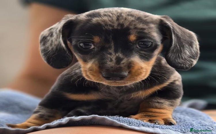 Miniature Dachshund dogs - Advert 2