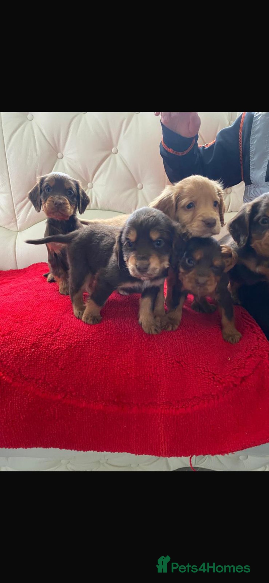 Cocker Spaniel dogs for sale: Beautiful litter of cocker spaniel puppys - Advert 8
