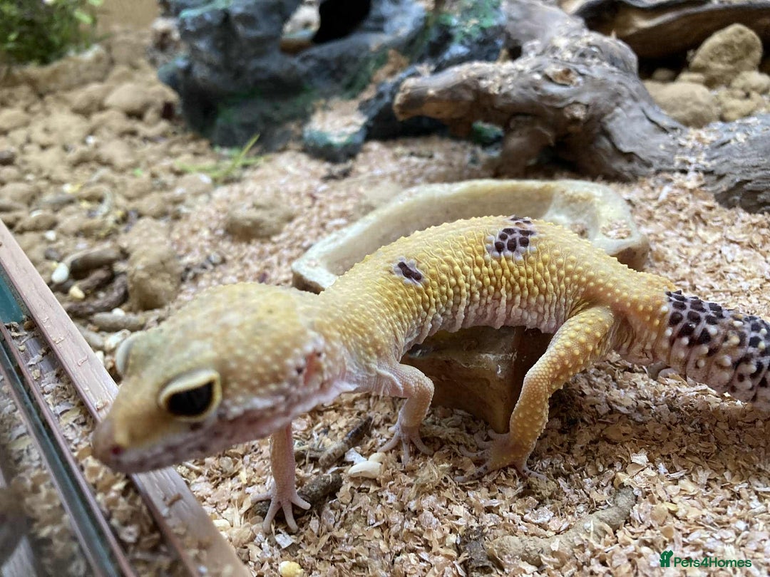 Leopard Gecko reptiles for sale: Leopard gecko FOR SALE - Image 2