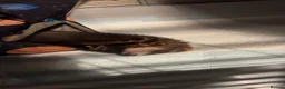 Ferret rodents for sale: 7 month old jill polecat  - Advert 5