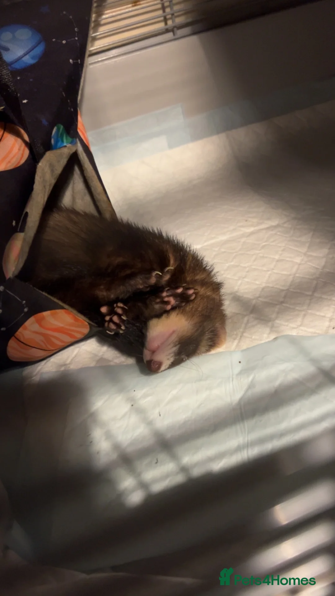 Ferret rodents for sale: 7 month old jill polecat  - Advert 5