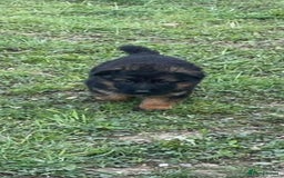 German Shepherd dogs for sale: German shepherd  - Image 2