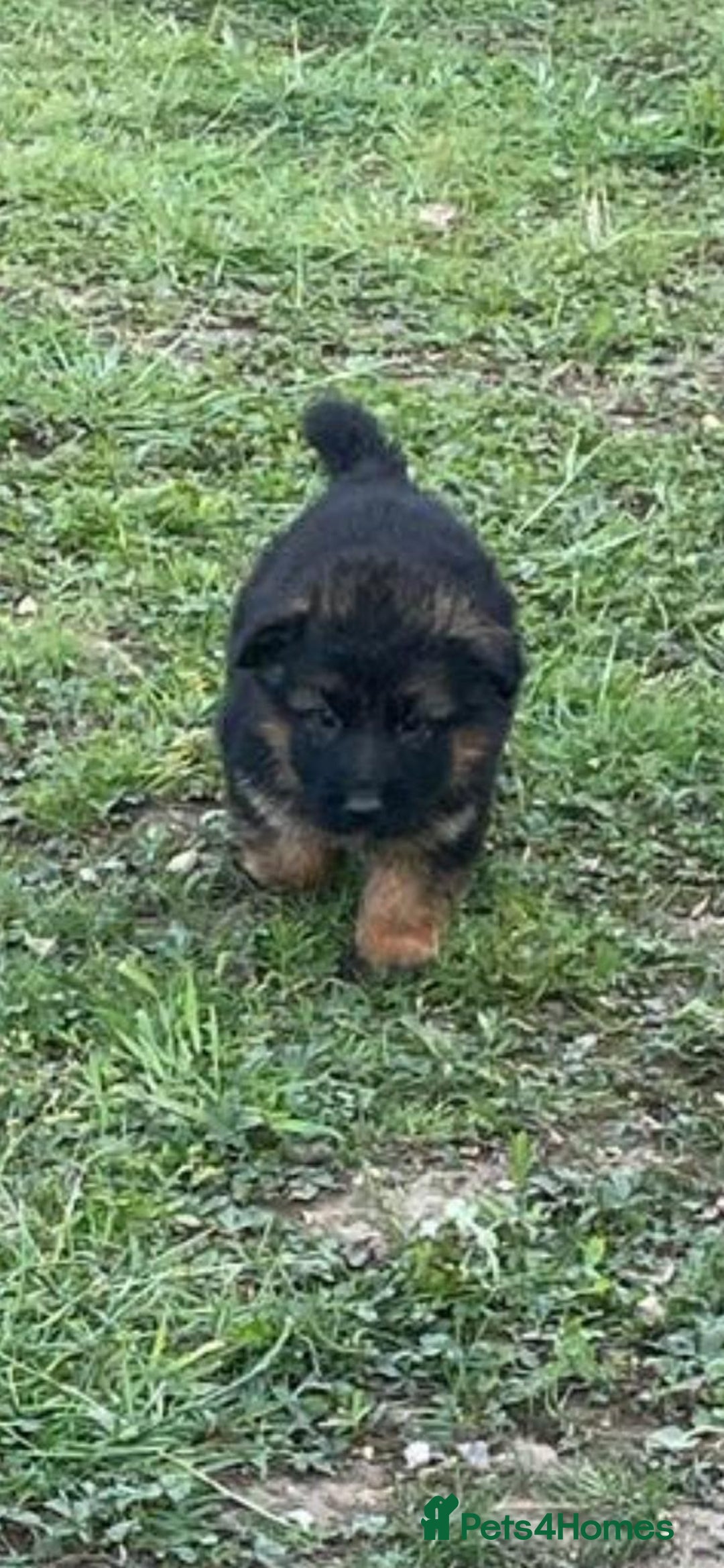 German Shepherd dogs for sale: German shepherd  - Image 2