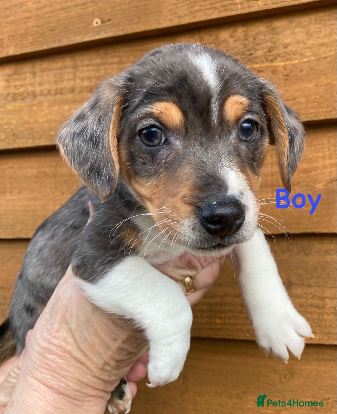 Jack Russell dogs for sale: Our 5 beautiful Jack russle pups for sale  - Advert 4