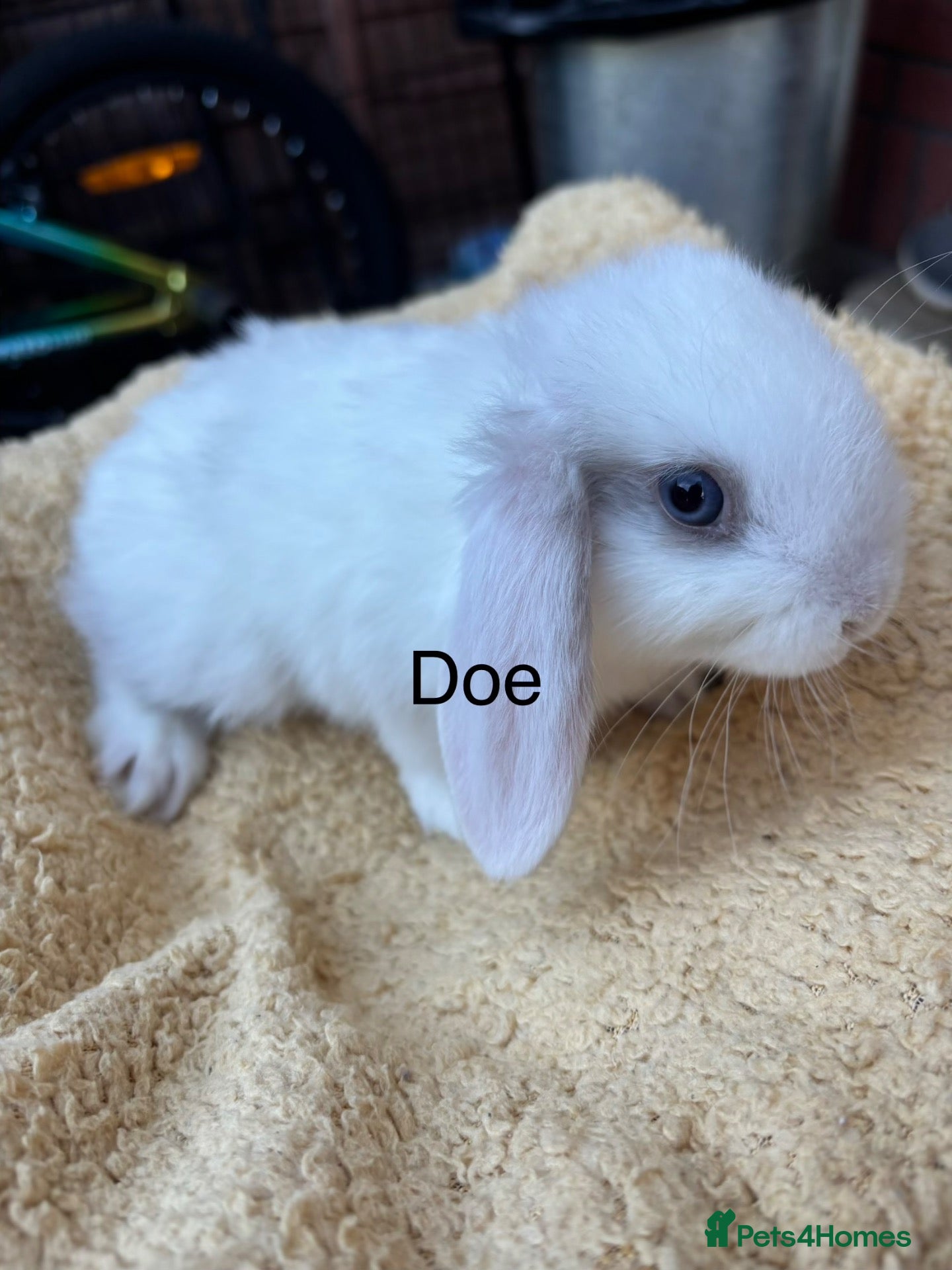 Mini Lop rabbits Mini lop babies  - Advert 1
