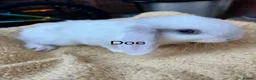 Mini Lop rabbits for sale: Mini lop babies  - Advert 1