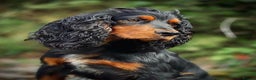 Cocker Spaniel dogs for stud: Black and tan cocker stud at Kellandbrook Gundogs  in Crediton - Advert 10
