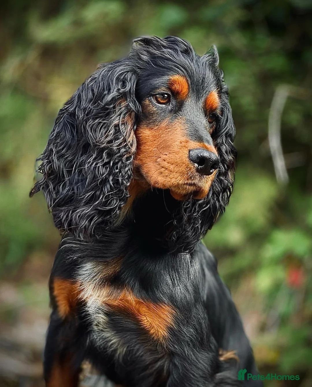 Cocker Spaniel dogs for stud: Black and tan cocker stud at Kellandbrook Gundogs  in Crediton - Advert 10
