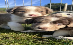 Sprollie dogs for sale: Beautiful Unique Sprollie Puppies - Image 10