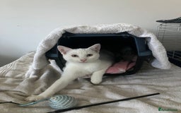 Domestic Shorthair cats for sale: Beautiful white cat  - Image 6