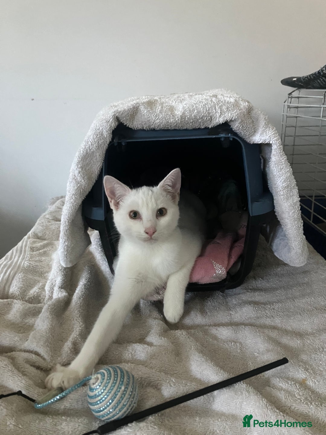 Domestic Shorthair cats for sale: Beautiful white cat  - Image 6