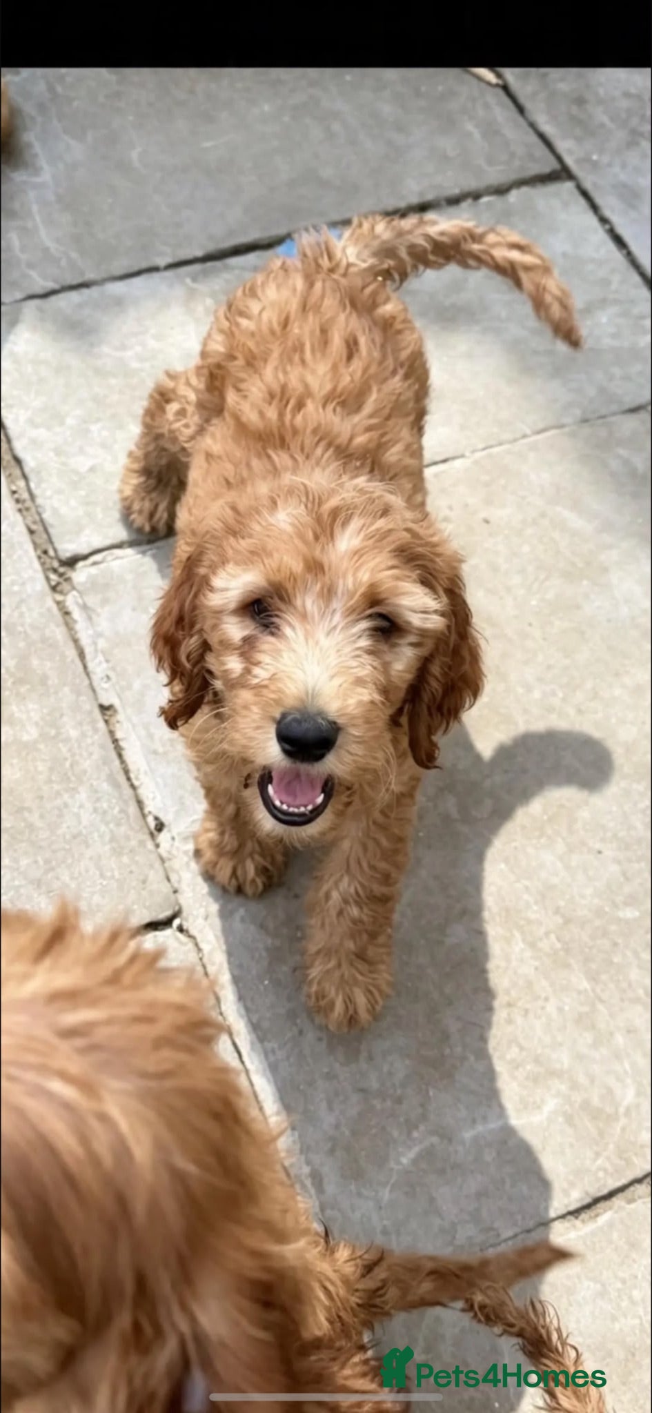 Goldendoodle dogs 🐾 2 left! 1boy & 1girl 🐾 dropped price as 13wks - Advert 2