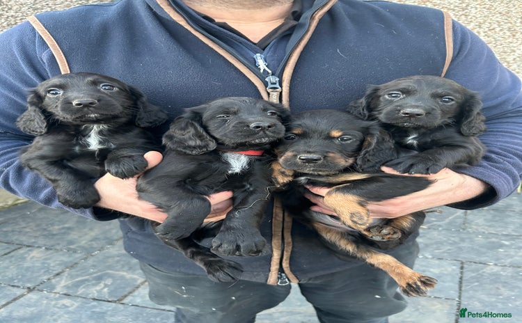 Cocker Spaniel dogs KC Registered Working Cocker Spaniel  - Advert 1